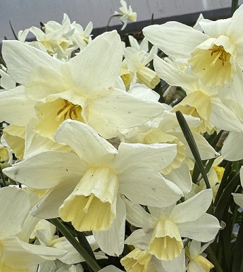 Narcissus Toto